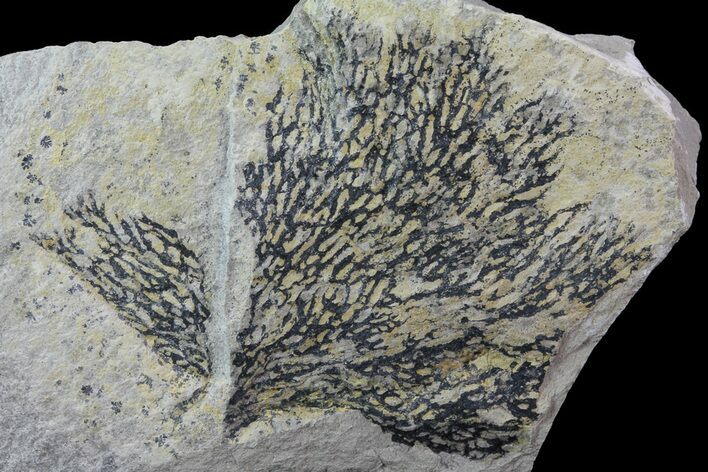 Graptolite (Desmograptus) Plate - Rochester Shale, NY #68895